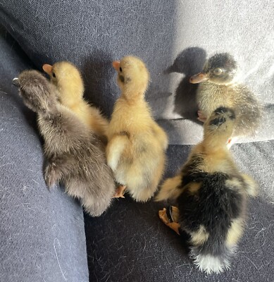 6 Ancona Duck Hatching Eggs: Assorted Purebred And Mixed