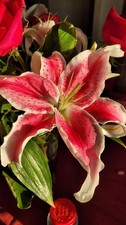Pretty Imported Double Asiatic Lily Lite Red Colour Flower Bulb Pack Of 3 Bulb