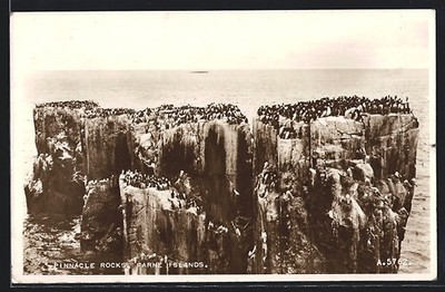 Ansichtskarte Farne Islands, Pinnacle Rocks 1910 
