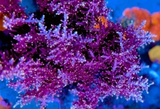 WWC Little Red Ferrari- Live Coral Frag SPS/Acropora