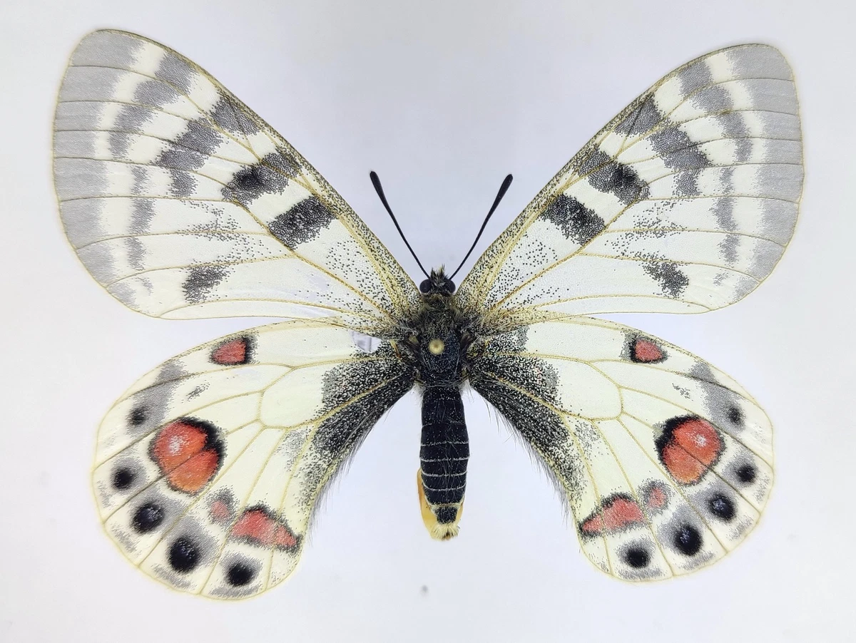 Parnassius Butterfly for sale | eBay