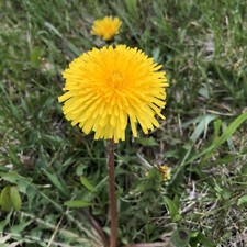 Organic Dandelion Seeds 200ct - w/ or without wisps please specify in comments 