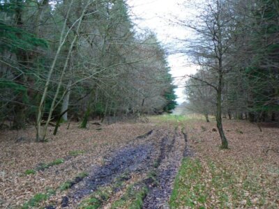 Foto 6x4 Herbstlaub und Frühlingsschlamm Clathy Waldspur nördlich von Gask c2009
