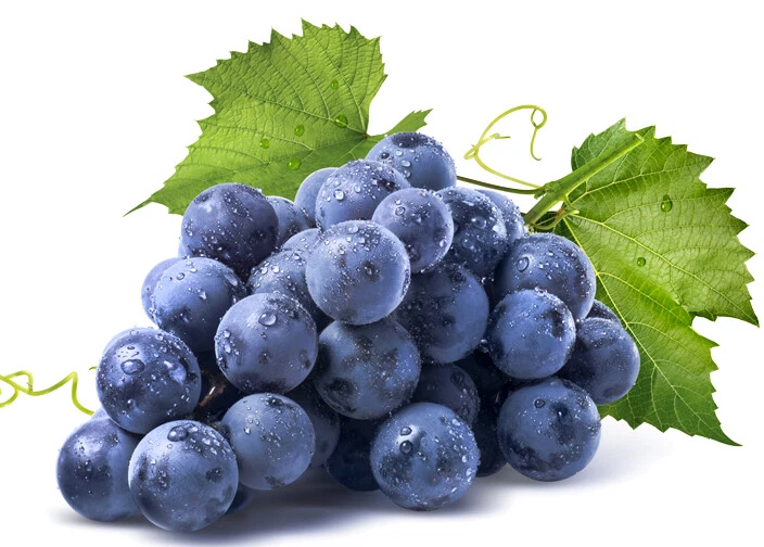 MORINGA SHOP OPC Resveratrol Kapseln (vitis vinifera) - 100 % ganz ohne Füllstoffe