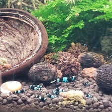 Lot de 10 Crevettes Cantonensis Panda blue Aquarium Poissons Plantes