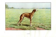 Stampa Antica CANE = LEVRIERO WHIPPET (74) = Primi del 900 = DOG Old Print #