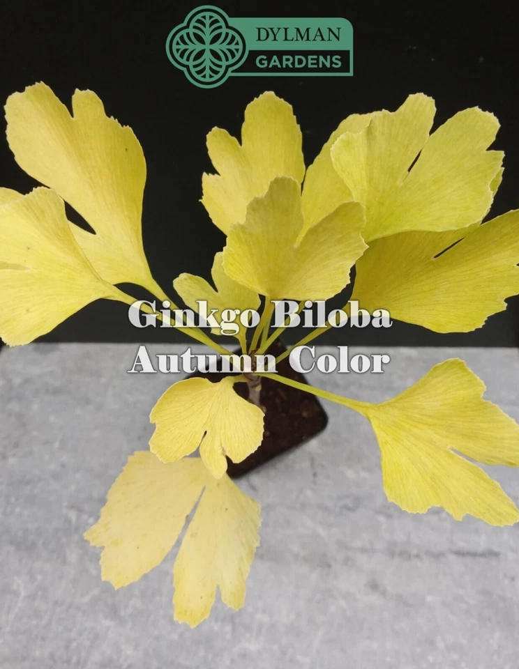 Ginkgo Biloba Tree - 6 to 8 inches - Maidenhair Tree - Living Fossil - Image 2 of 4