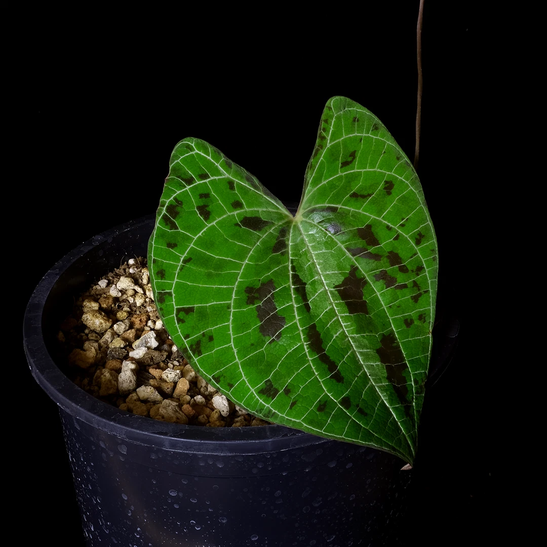 Dioscorea for sale | eBay