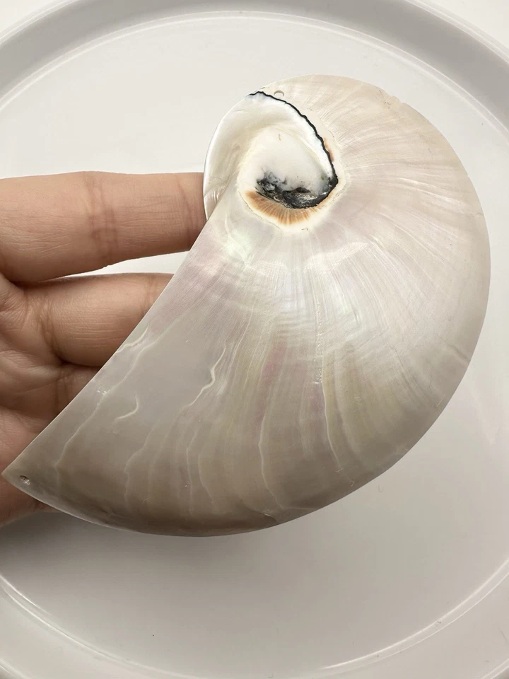 White Pearl Nautilus Shell Handmade Pendant in Half Cut Nautilus - Image 2 of 4