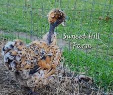 Silkie Hatching Eggs Mille Fleur 6 Calico Millie Showgirl Frizzle NPIP & AI 