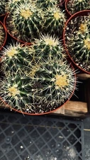 Echinocactus grusonii Cactus - Golden Barrel 4 Headed Cluster