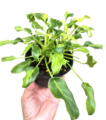Philodendron Xanadu Dwarf Variegated 10-12 inches well rooted. Rare.