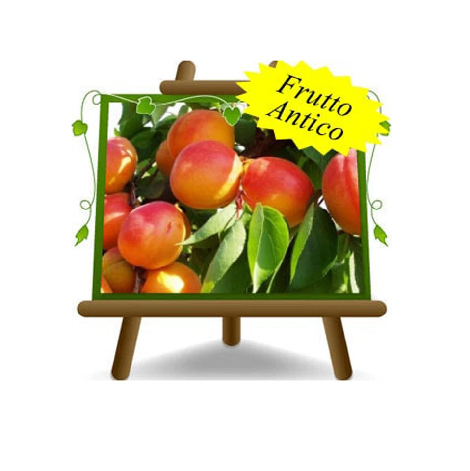EURO PLANTS VIVAI Albicocco Pellecchiella Pianta da frutto antico su vaso 26 max 200 cm 4 anni