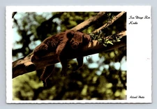 RPPC Koala Laying on Branch San Diego California CA Zoo Postcard