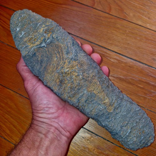 stroma13 ANCIENT Micrite Stromatolite 310mm long - Sahara- 3,5 Billion Year Old