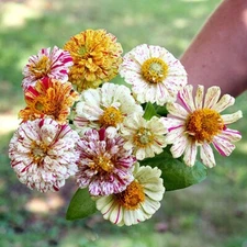 150 Zinnia Candy Striped Flower Seeds Mix / Heirloom / Double Flower / Non-GMO