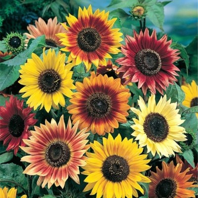 #ad Sunny Sun Power Sunflower Mix 10 Species Variety Sizes FREE SHIPPING $27.19