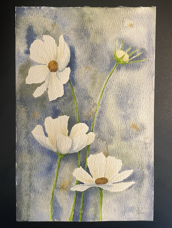 Small white cosmos watercolor, 5.5x8.5