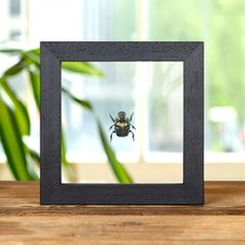 Phanaeus for collectors | Horned Rhinoceros Dung Beetles