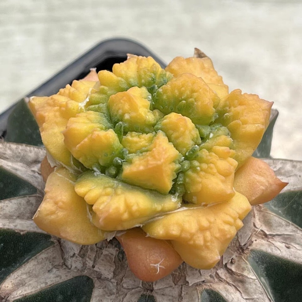 Sale 4.3CM Rare Succulent Live Plant kotschoubeyanus Hybird WYSIWYG