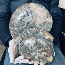 15.07LB Natural large beautiful ammonite fossil, conch crystal specimen healing