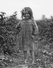 1909 6 Year Old Berry Picker Laura Petty, Maryland Old Photo 8.5" x 11" Reprint
