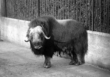 The Yak a musk ox which lives in herds in high altitudes of Tibet I- Old Photo