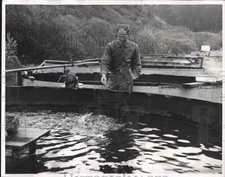 1962 Press Photo John Gay The Trout Farmer Feeding Rainbow Fish - nea64628