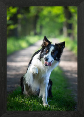 Border Collie im Wald Gerahmtes Wandbild Poster Leinwanddruck Bild