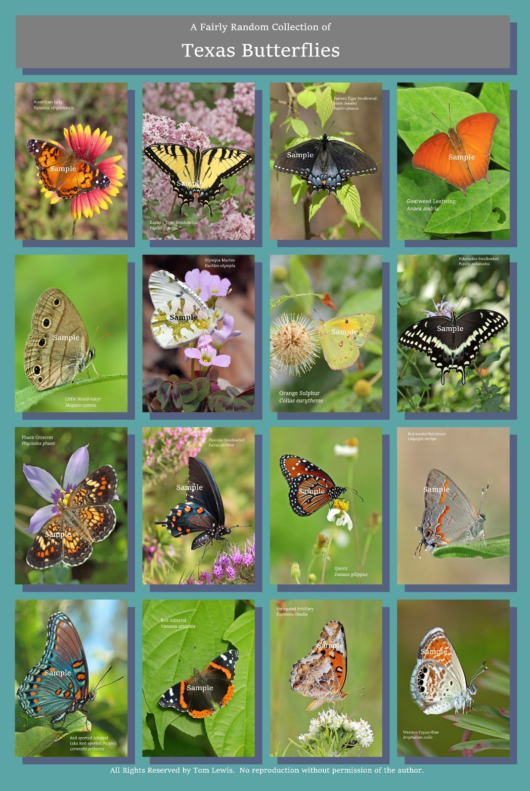 Butterflies of Texas Poster HiRes 13X19 A3+ Butterfly Insects
