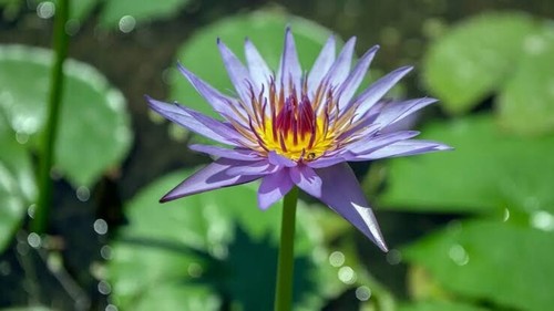 Thai blue lotus-Lilly 21grm 🤭♏️ - Picture 3 of 4