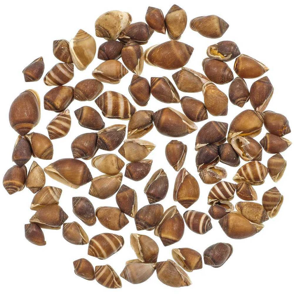 NATUROSPHÈRE Coquillages melampus coffeus - 1 à 2 cm - 100 grammes