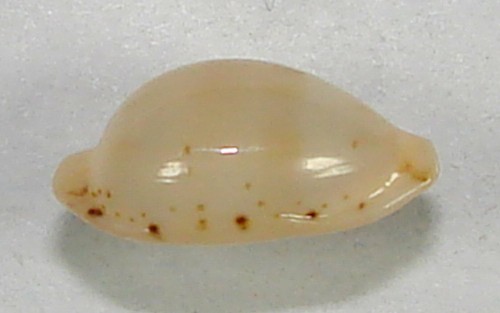CYPRAEA MARTINI HYALINA 12.48mm SUPER CHOICE RARE SPECIMEN Kwajalein, Marshalls - Picture 3 of 4