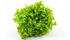 500 Graines de Laitue Feuille de Chêne Blonde Méthode BIO salade légume potager