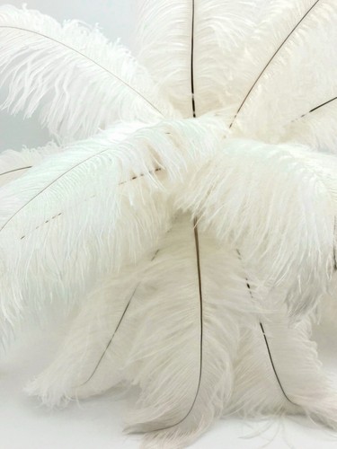 10 Pieces 6-8" Off White Ostrich Drab Body Feathers Halloween Mask costume Party - Imagen 8 de 12