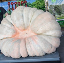 graine citrouille géante pour Record, 10 graines