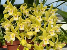 Cymbidium Dolly x pumilum 'The Flower Fields'  5  Pot