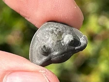 Trilobite Fossil Isotelus maximus Arnheim Formation Enrolled Ordovician Bug