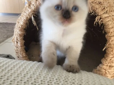 gumtree ragdoll