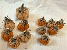 Tiny Pumpkins/Fall/Orange-White/Set of 12/Grunged/Farmhouse/Halloween