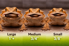 Live Dubia Roaches S/M/L Qty 50-1000 Free Shipping Live Arrival