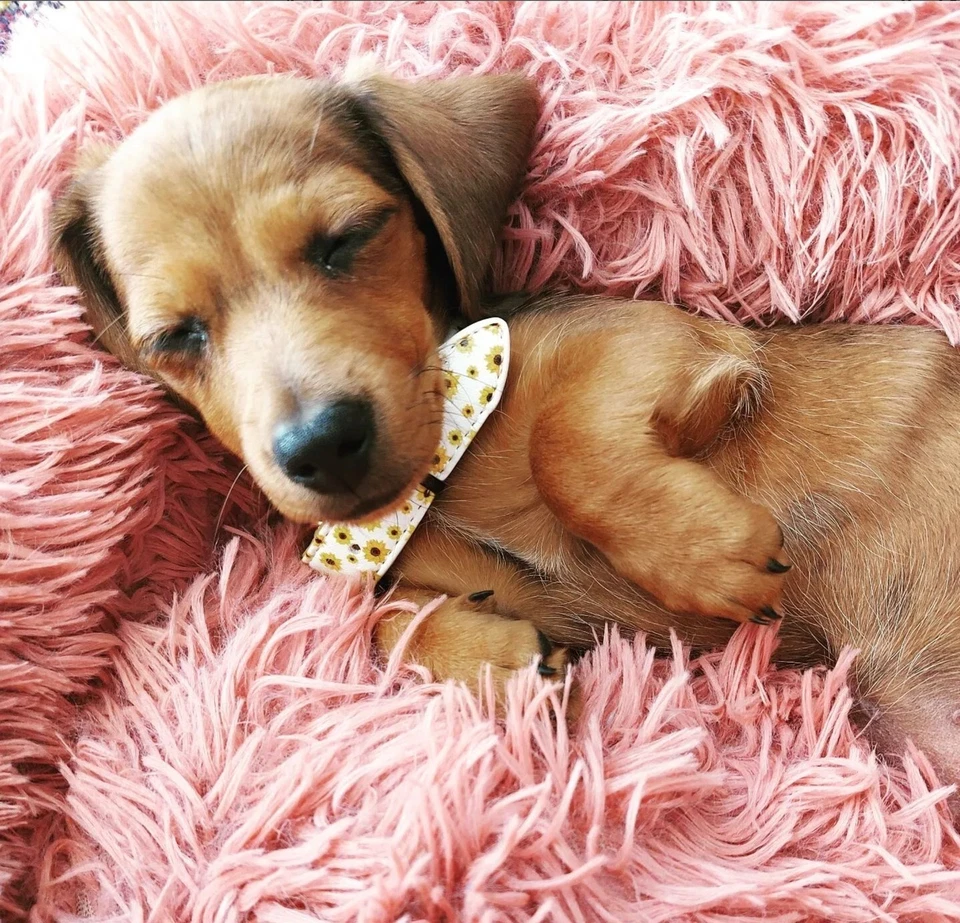 Sunflower Vegan Dog Collar PU Fake Leather Gold Buckle Hardware Puppy Matching - Image 2 of 4