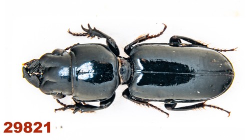 Carabidae: Scaritinae sp.   A-, 17 mm, Mounted, 1 pc