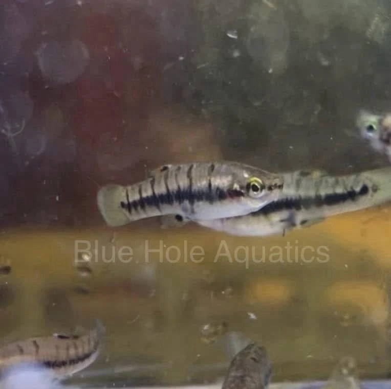 2 Pairs  Least Killifish (Heterandria formosa) Captive Bred, Live Fish - Image 3 of 4