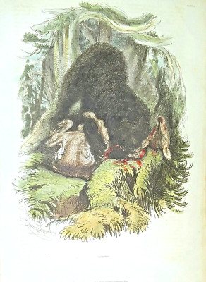 1835 Landseer Hand Colored Engraving, Grizzly Bear, Orr & Smith Publisher