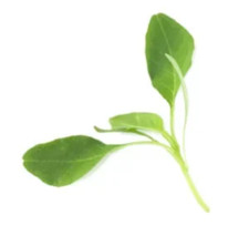 Herb - Amaranth, Green Giant - 25g to 1kg -