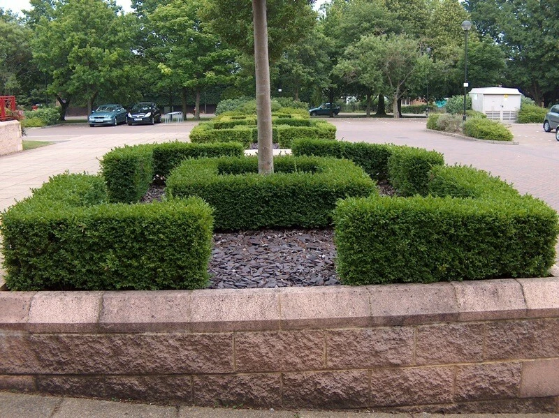 Box Buxus bare root hedging plants native evergreen topiary hedge - 3 sizes! - Image 4 of 4