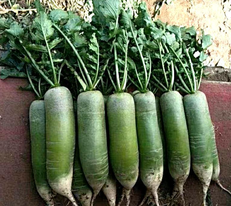 chin. grüner Rettich Samen, Green Luobo, Qingluobo, Spezialität aus Nordchina