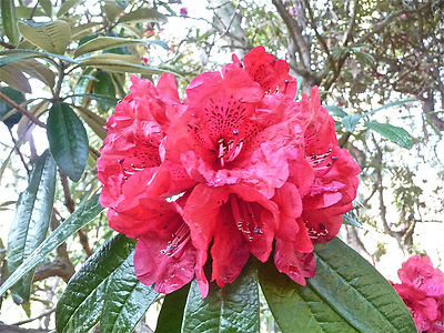 rhododendron hedging Cunningham's White Rhododendron | 2XL SHRUB | 30-36 in. wide, 24-30 in. tall | Ships in