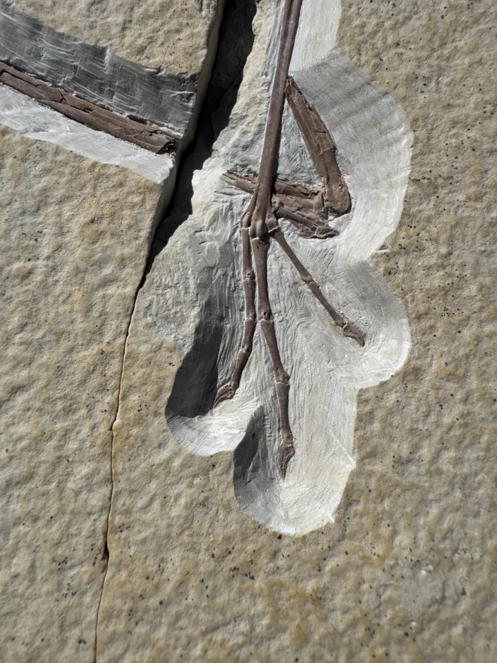 MUSEUM BEYOND RARE GREEN RIVER EOCENE FOSSIL BIRD LEG UNDESC SPECIES WADING BIRD - Image 4 of 4